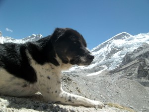 "Sherpa" dog at Everest Base Camp