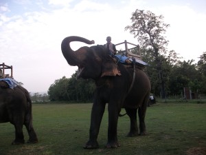 Our elephant ride guide