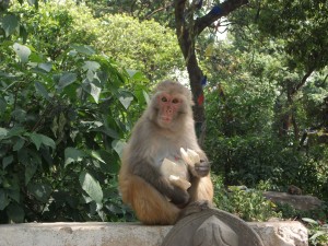 Overseer at the Monkey Temple
