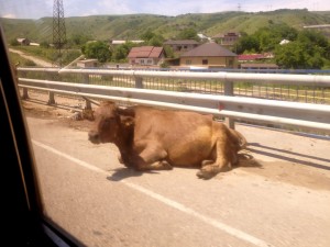 Local bull on a bridge