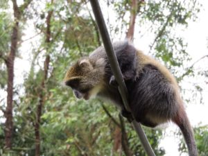 Long-tailed Monkey Looking for Food to Steal