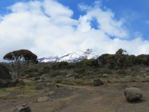 View of Kilimanjaro from Shira Camp